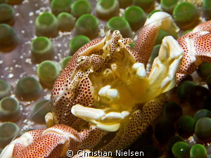 Porcelain crab shot with my 105 mm macro by Christian Nielsen 